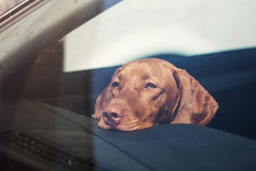 Dog in a car looking out the window