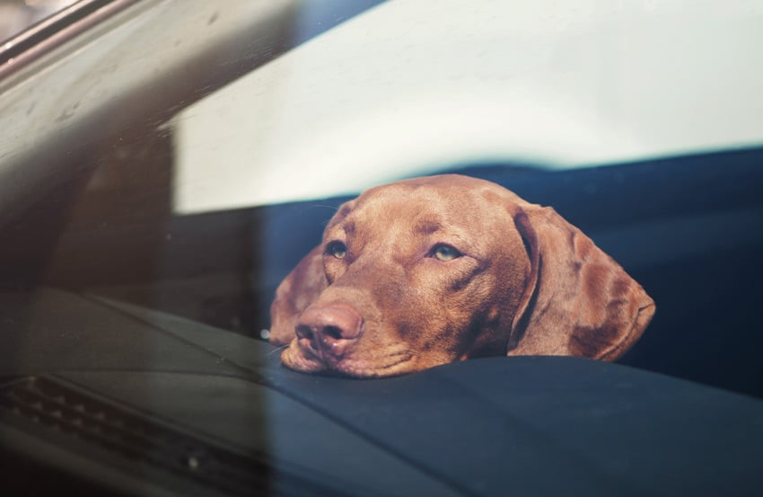 Dog in a car looking out the window