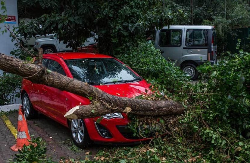 a parked car with a tree fallen on top of it