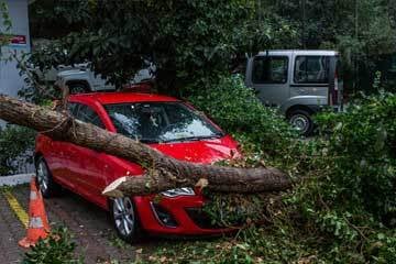 a parked car with a tree fallen on top of it