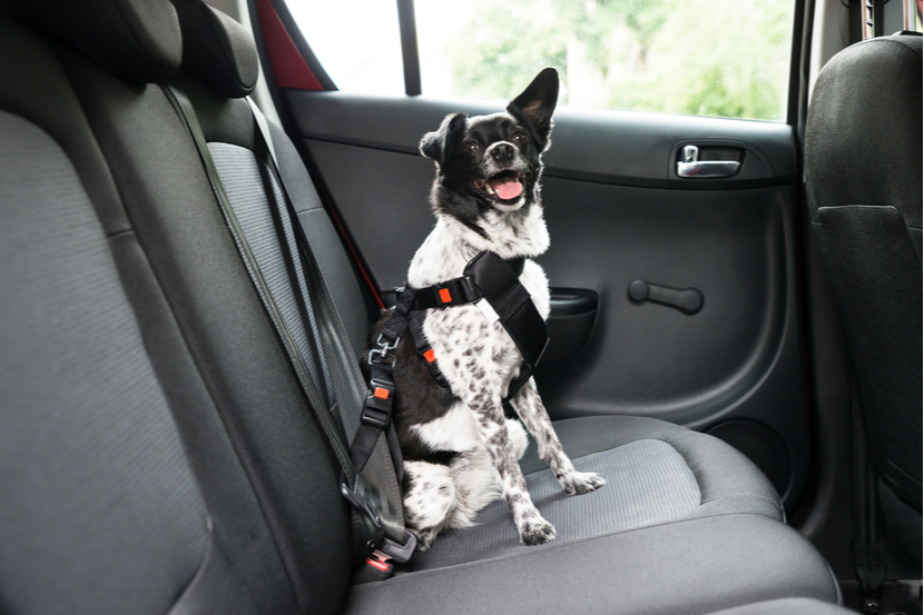 why do dogs get nervous in cars
