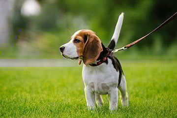 A beagle standing on grass during a walk