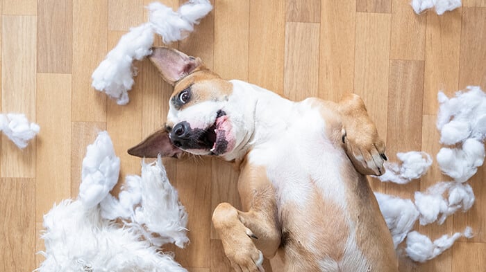 stop puppies chewing skirting boards