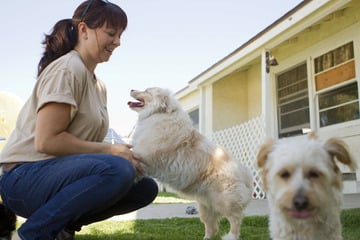 Woman petting dogs at a kennel