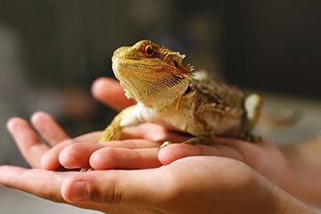 A bearded dragon sat in someone's hands