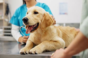 Golden retriever dog lying on a vet's examination table with a vet stood behind