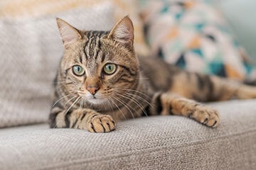 A cat lying on a sofa