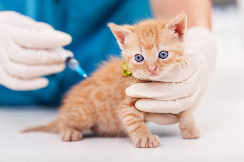 Dog and cat store vaccinations