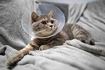 A grey cat wearing a plastic cone