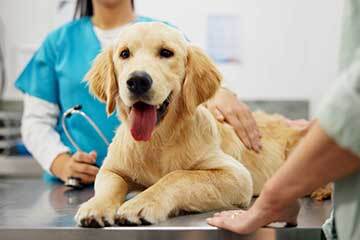 A young golden retriever being seen by a vet