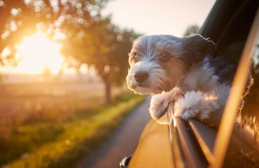 Dog poking head out of car window 